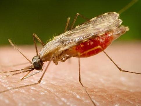 Mais de 4 mil pessoas já pegaram malária no AP