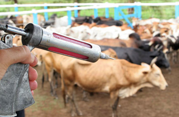 Prazo para vacinar gado termina na segunda, 15