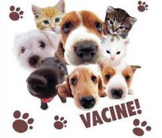 Sem atingir a meta, vacinação de cães e gatos é prorrogada