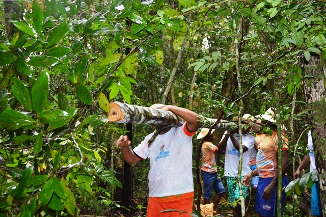 Ciclo do Marabaixo: Comunidades tradicionais entram na floresta para retirada do mastro