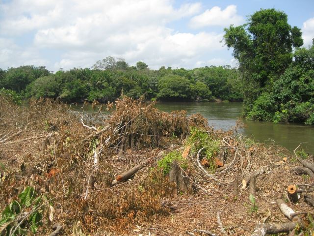 Unidades e reservas indígenas ajudam a conter o desmatamento no Amapá
