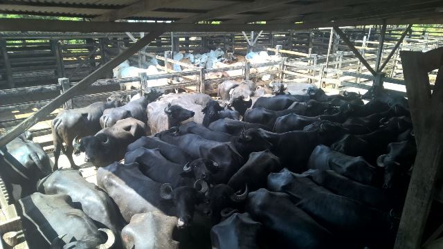 Para conter venda de gado roubado, Diagro anuncia fiscalizações