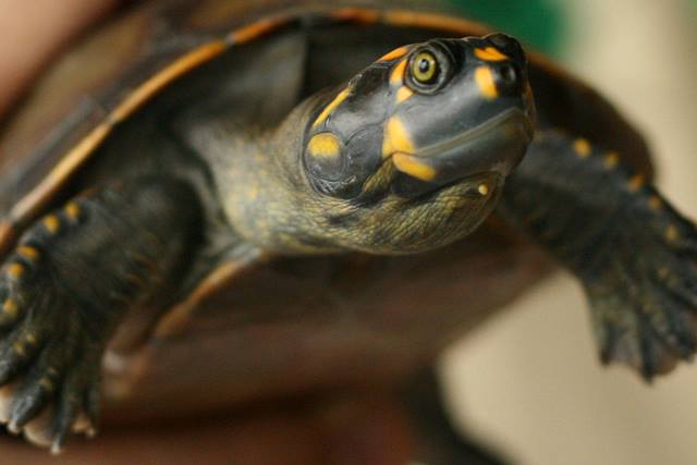 ONG Pegadas de Oiapoque coleta ovos para salvar as tartarugas