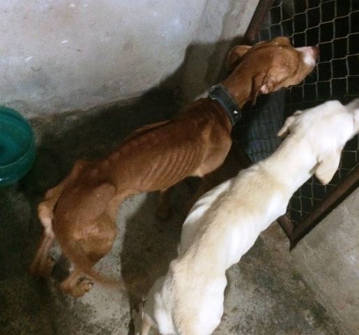 Major da PM doa R$ 30 mil para castração de animais de rua
