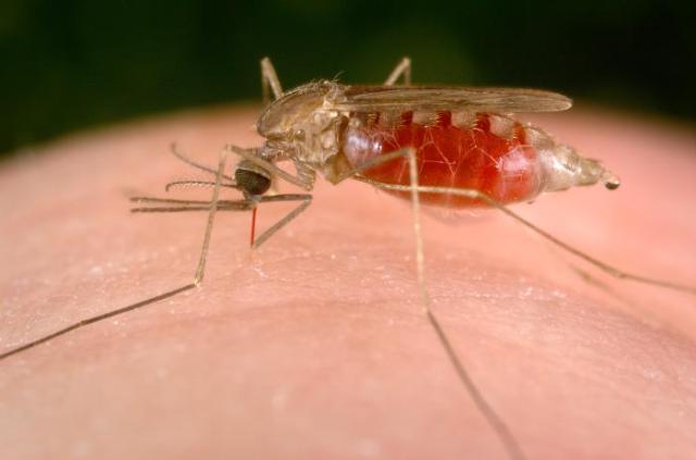 Casos de malária têm queda de 20% no Amapá
