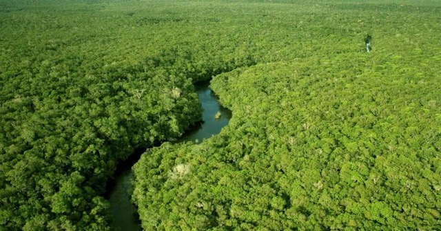 Justiça suspende liminar que garantia exploração de madeira em floresta protegida
