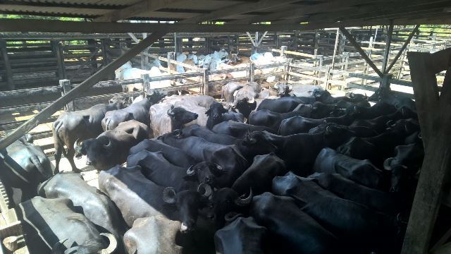 Furto de gado em Tartarugalzinho e Pracuúba preocupa autoridades e criadores