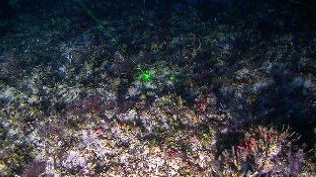 Submarinos fotografam barreira de corais no AP