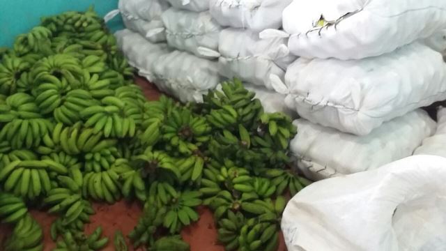 Banana, peixe e outros alimentos foram distribuídos para 300 famílias