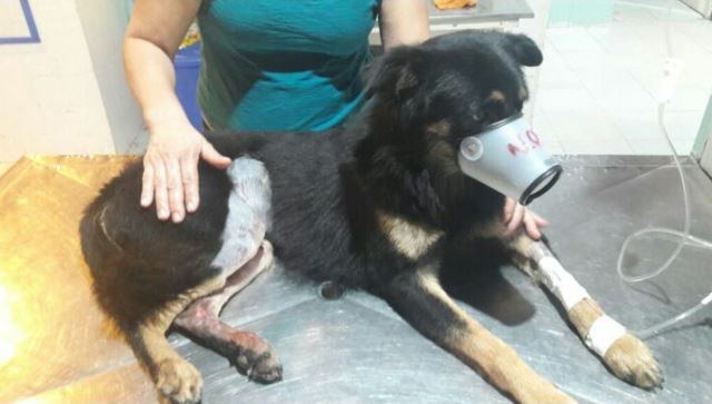 Campanha tenta retirar cão de clínica