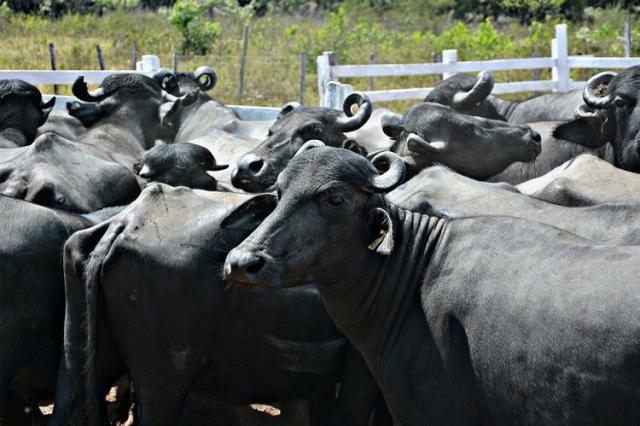 Amapá vai sediar Encontro Nacional dos Criadores de Búfalos