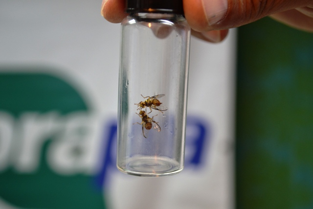 Nova espécie de vespa pode combater moscas das frutas