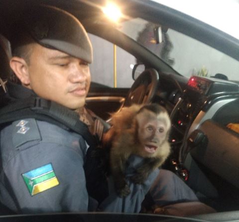 Depois de “roubar” banda de galinha, macaco é capturado pela PM