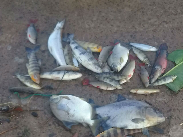 Moradores voltam a encontrar peixes mortos em Ferreira Gomes