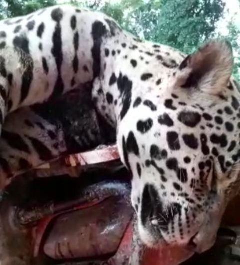 Vídeos mostram animais sendo agredidos e mortos