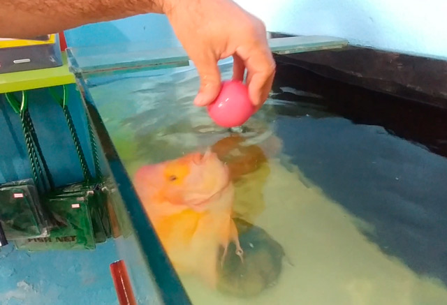 Em Macapá, peixe criado em aquário brinca com pessoas