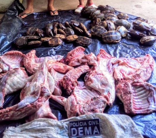 Feirantes são presos vendendo carne de capivara e quelônios vivos