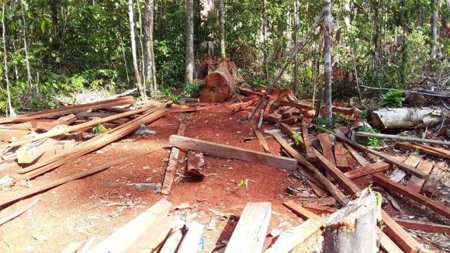 Em Porto Grande, 3 são presos por desmatamento ilegal