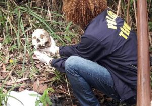 Morador acha crânio humano em matagal
