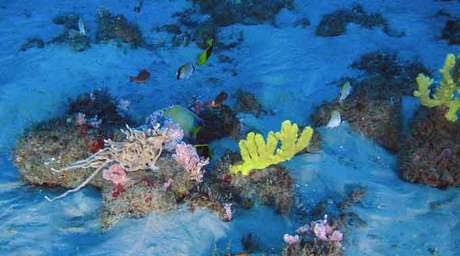 Estudo sobre corais no Amapá é falso, dizem especialistas