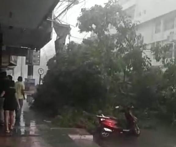 Desespero: Árvore cai sobre carro no Centro de Macapá