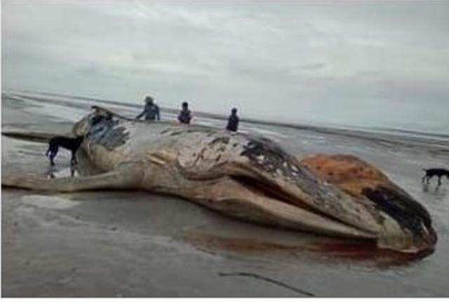 VÍDEO: Encalhe de baleia jubarte é registrado pela 1ª vez na costa do Amapá