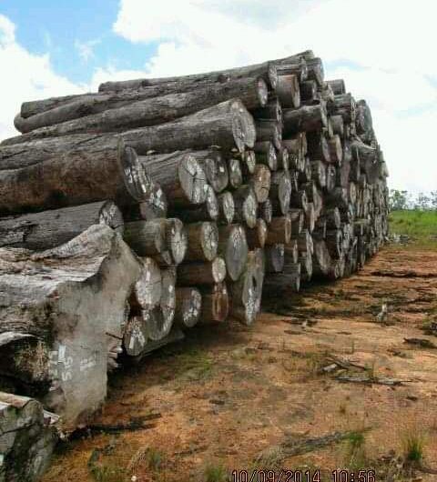 Desperdício: madeira extraída por hidrelétricas e linhão apodrece no Amapá