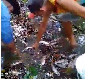 Ribeirinhos tentam salvar peixes após abertura de comportas de hidrelétrica