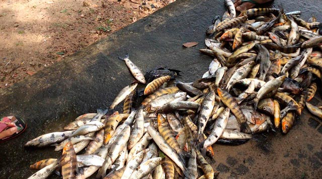 MP pede que Justiça aplique multa em hidrelétrica por mortandade de peixes