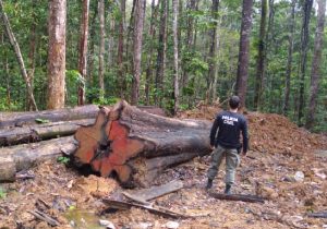 Polícia Civil descobre extração ilegal de madeira na Floresta Estadual do Amapá