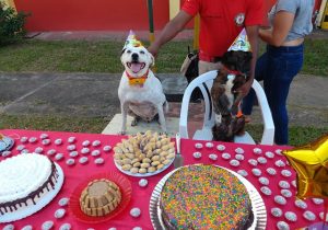 Cães adotados por bombeiros ganham festa de aniversário