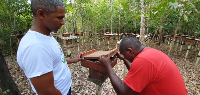 Comunidade colhe 300 litros de mel no interior do Amapá