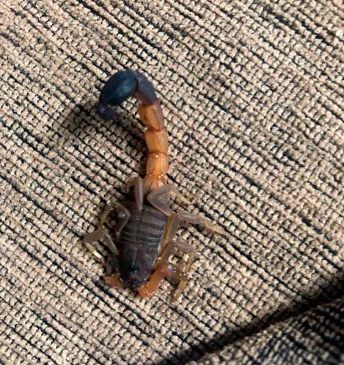 Perigo: Advogado encontra escorpião no sofá de casa