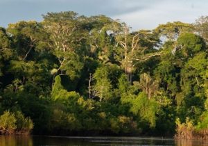 Licitação para explorar Floresta do Amapá deve esperar mapeamento, diz MPF