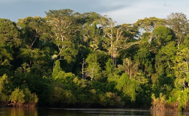 Licitação para explorar Floresta do Amapá deve esperar mapeamento, diz MPF