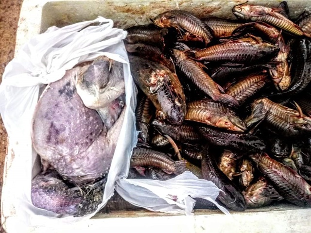 Polícia apreende 60 kg de pescado ilegal em Aporema