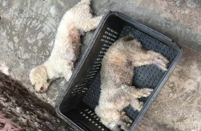 Cães morrem após tomar vacina contra raiva; prefeitura suspendeu o serviço