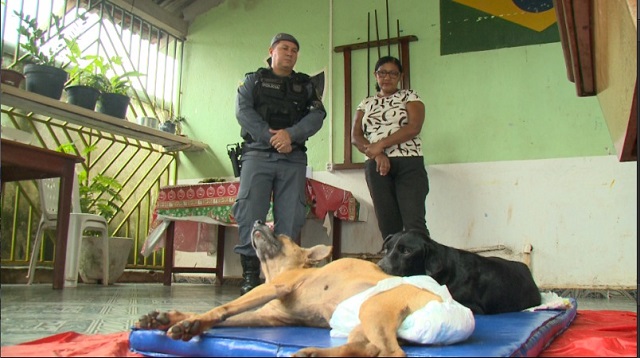 PMs ajudam a tratar cães feridos durante perseguição policial