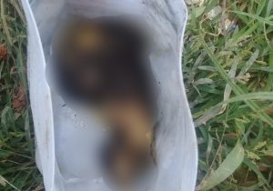Feto é encontrado em aterro sanitário de Macapá