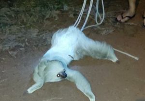 Bicho-preguiça branco encontrado em Macapá é levado para reserva