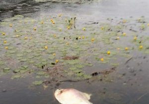 Nova mortandade de peixes atinge Araguari