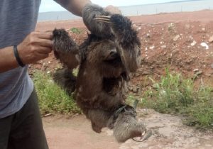 Bichos-preguiça expostos para venda a R$ 20 são resgatados e soltos em Macapá