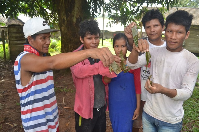Indígenas do Amapá dizem superar a covid-19 com remédios do mato