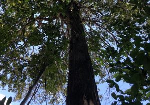 Árvore no Bioparque abriga mais de 300 orquídeas