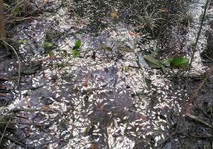 Mortandade de peixes ainda pequenos assola comunidade no Araguari