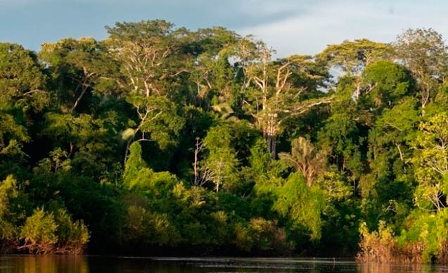 Empresas poderão explorar Floresta Nacional do Amapá