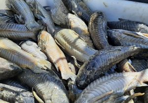 Ibama apreende 5 toneladas de peixe ilegal e doa a pessoas carentes