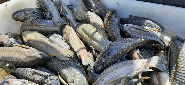 Ibama apreende 5 toneladas de peixe ilegal e doa a pessoas carentes