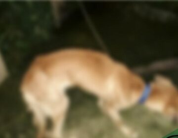 Dona de cão que morreu desnutrido é presa