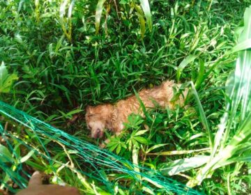 Homem que cria 60 cachorros é preso por matar rusk siberiano a pauladas